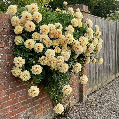 🌸 Rare Climbing Peony Bulbs 🪴 Big Full Blooms, Cold Hardy Perennial, Easy to Grow Garden Favorite 🔥 Buy 6 Get 6 Free Bulbs 🔥